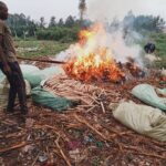 Bhang being burnt at the Alupe dumpsite in Busia PHOTO | @NACADAKenya