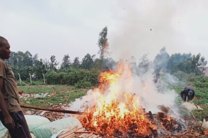 Bhang being burnt at the Alupe dumpsite in Busia PHOTO | @NACADAKenya