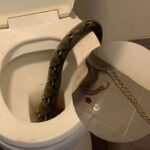 12 foot Python in a toilet bowl PHOTO| Bangkokpost