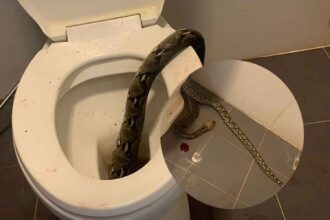 12 foot Python in a toilet bowl PHOTO| Bangkokpost