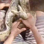 The man being helped to remove the Anaconda around him PHOTO| The Mirror