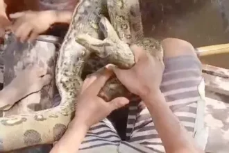 The man being helped to remove the Anaconda around him PHOTO| The Mirror